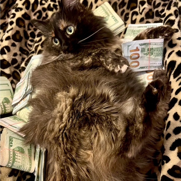 f0xycat